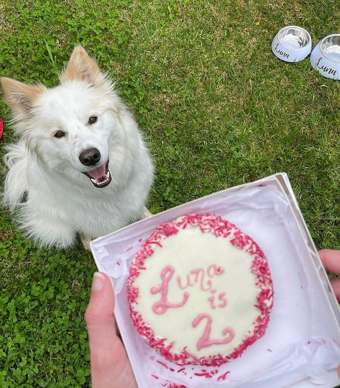 MEGA PAW-SIZED Barkday or Gotcha Day biscuit
